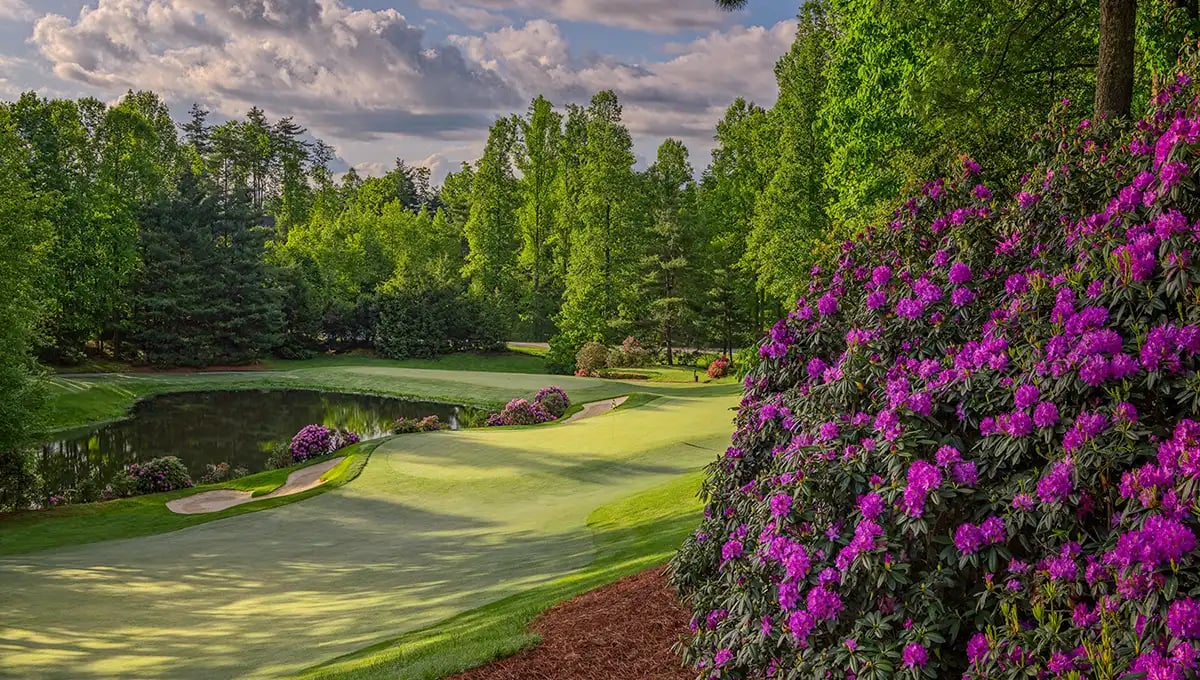 champion hills golf course rhododendrons